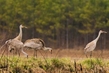 greater sandhill cranes resting 