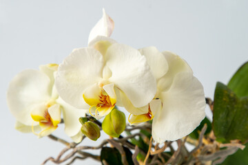 Fototapeta na wymiar Orchids white yellow multicolor buds. Orchid background. Phalaenopsis Sogo Yukidian bud. A branch of flowers. Delicate flower. Rare collectible plant bud closeup.