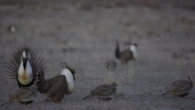 Male sage grouse mounts and copulates with female on breeding lek in Montana