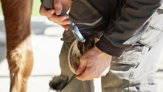 Farrier trims and shapes horse's hooves using knife. Taking care of pets. Horse care concept. Close-up in 4K, UHD