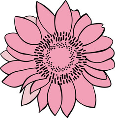 Sun Flower Late Summer Flower Illustration Vector