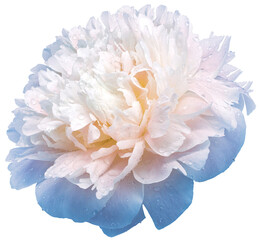 Light blue  peony flower  on  isolated background with clipping path. Drops of water on the petals after the rain.   Transparent background.  Closeup. For design. Nature.