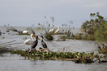 Obraz premium Pelícanos en Lago Naivasha Kenia