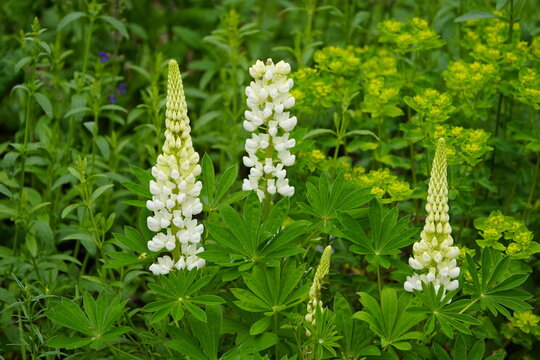Lupinus perennis, Gallery white, Fabaceae family. Hanover, Germany. 