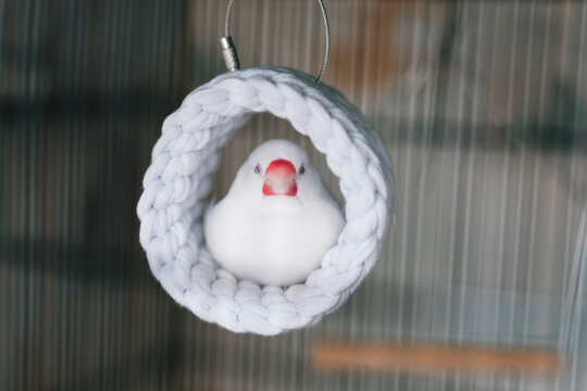 白文鳥のお昼寝