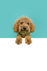 Red poodle puppy dog peeking hanging its paws in ablank.Isolated on blue background
