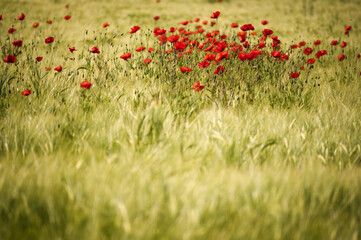 Roter Mohn blüht im Weizenfeld 