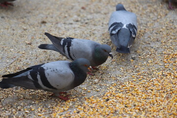pigeon on the beach