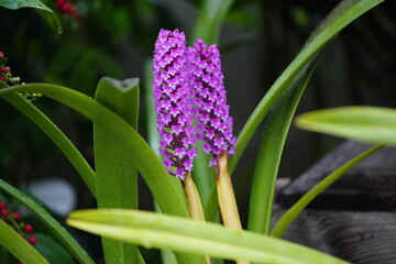 Arpophyllum giganteum is a genus of flowering plants from the orchid family, Orchidaceae. Hanover,...