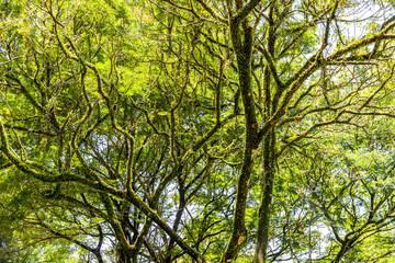 green tree branches as a neural network