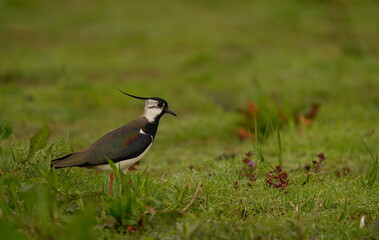 A northern lapwing (Vanellus vanellus) standing in a meadow