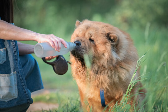 A chow dog drinks water from a bottle on a walk.