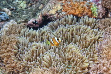 Naklejka na ściany i meble clown fish on an anemone underwater reef in the tropical ocean