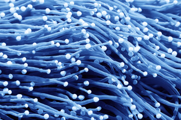 anemone actinia texture underwater reef sea coral