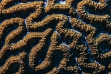 soft coral underwater background reef ocean