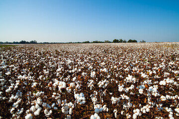 Cotton Field in Mobile, Alabama