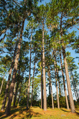 Fototapeta premium Pine Tree Forest in North Florida