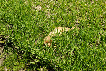 Cat is hiding in the grass