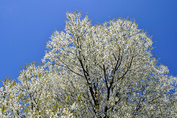 blooming tree in spring