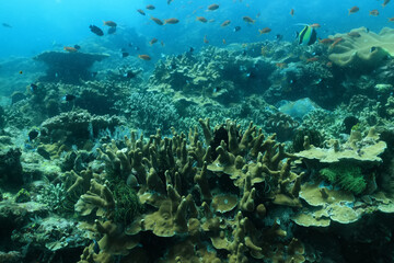 Fototapeta na wymiar soft coral underwater background reef ocean