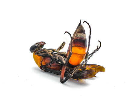 Psorthaspis sanguinea is a species of spider wasp in the family Pompilidae. Found dead on back with stinger up.  Isolated on white background. Bright orange red colors with black. North Florida