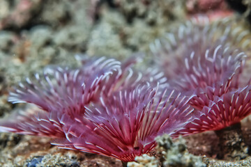 Naklejka na ściany i meble sea worm flower like underwater animal wildlife diving