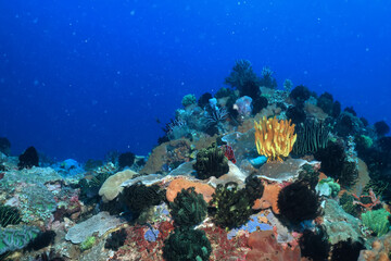 Naklejka na ściany i meble coral underwater flowers seascape abstract texture
