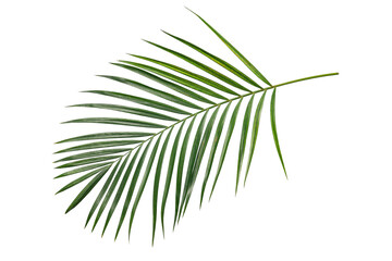 Beautiful  palm leaf isolate on white background clipping path