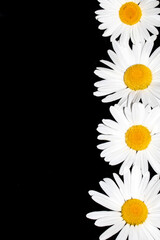 White Daisy Wildflower Close Up on a Black Background