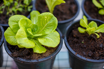 lettuce seedling growing in cultivation tray. vegetable plantation.