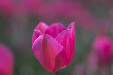 COlors of Spring - Tulip Farm Laval