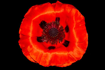 Close up of a Large Red Poppy Flower head with Pollen