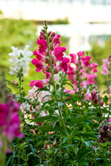 Beautiful blooming sea of snapdragon flowers of various colors in the garden