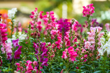 Fototapeta premium Beautiful blooming sea of snapdragon flowers of various colors in the garden