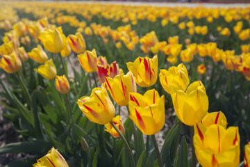 Obraz premium COlors of Spring - Tulip Farm Laval