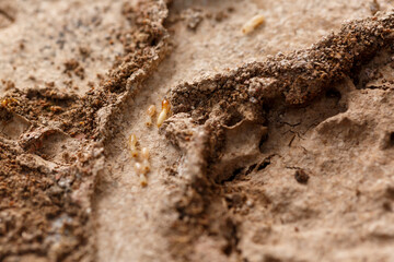 Close-up of worker termites on the wooden.Termites are eating the wood of the house.