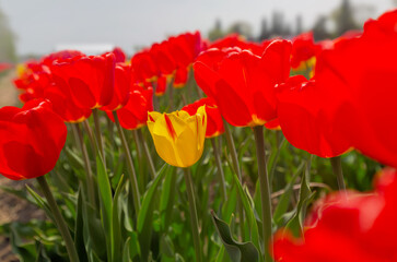 Obraz premium COlors of Spring - Tulip Farm Laval