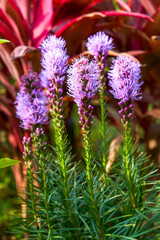 Beautiful blooming sea of snapdragon flowers of various colors in the garden