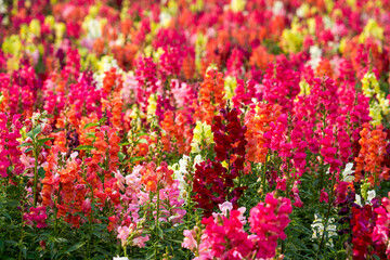 Beautiful blooming sea of snapdragon flowers of various colors in the garden
