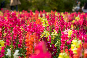 Obraz premium Beautiful blooming sea of snapdragon flowers of various colors in the garden