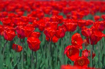 Fototapeta premium COlors of Spring - Tulip Farm Laval