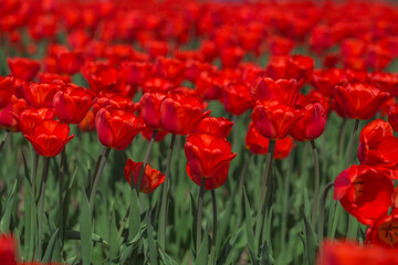 COlors of Spring - Tulip Farm Laval