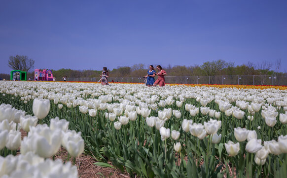 COlors of Spring - Tulip Farm Laval