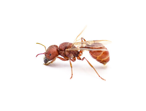 Flying ant isolated on white background.  Pogonomyrmex badius, the Florida harvester ant. side profile view with wings