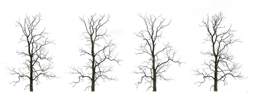 Vier kahhe B&auml;ume isoliert auf weissem Hintergrund