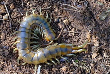 young specimen of Mediterranean banded centipede