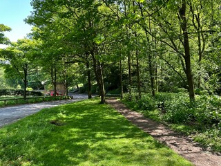 Fototapeta na wymiar Small woodland scene, with pathways, and trees near, Old Godley Lane, Halifax, UK