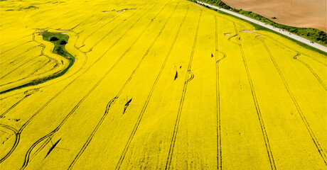 Aerial view of a rapeseed field. Growing rapeseed on an industrial scale