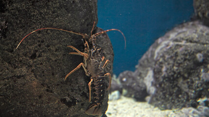 A crustacean sits on a rock in the depths of the ocean close-up.