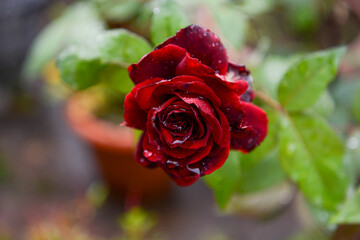 flowers and feelings